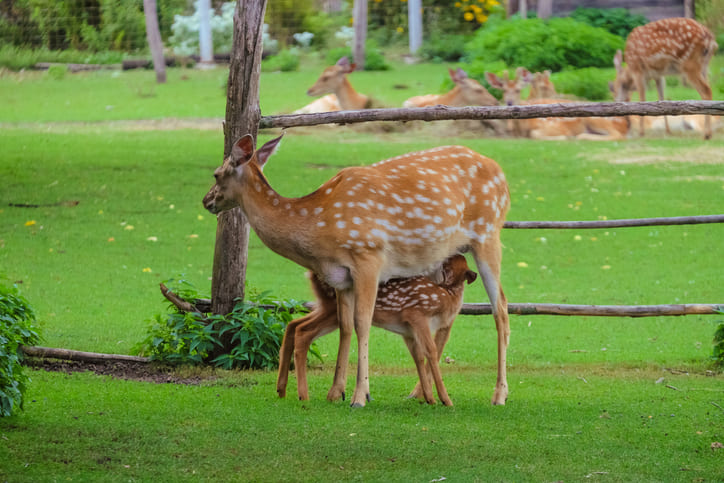 Die heimische Tierwelt: Wildparks in der Wetterau